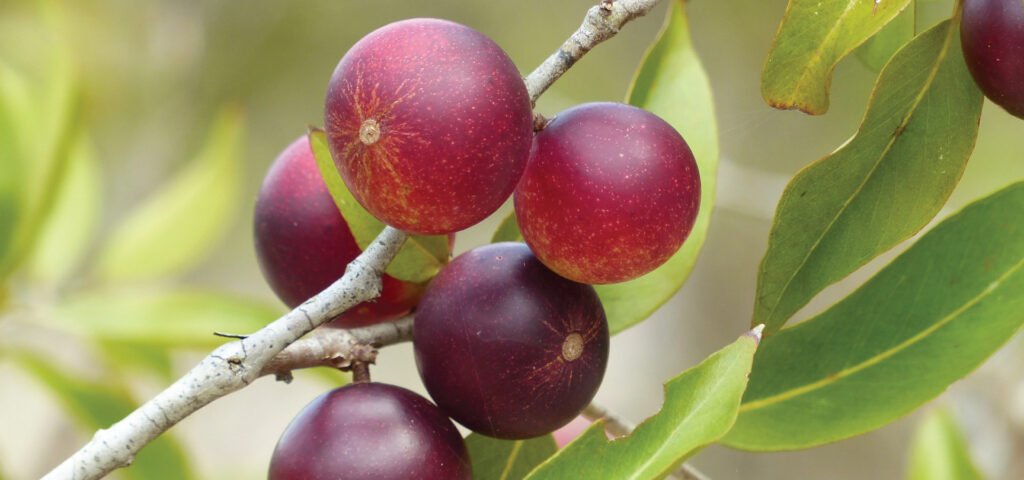 La pulpa de camu camu de Berú, una explosión de vitamina C